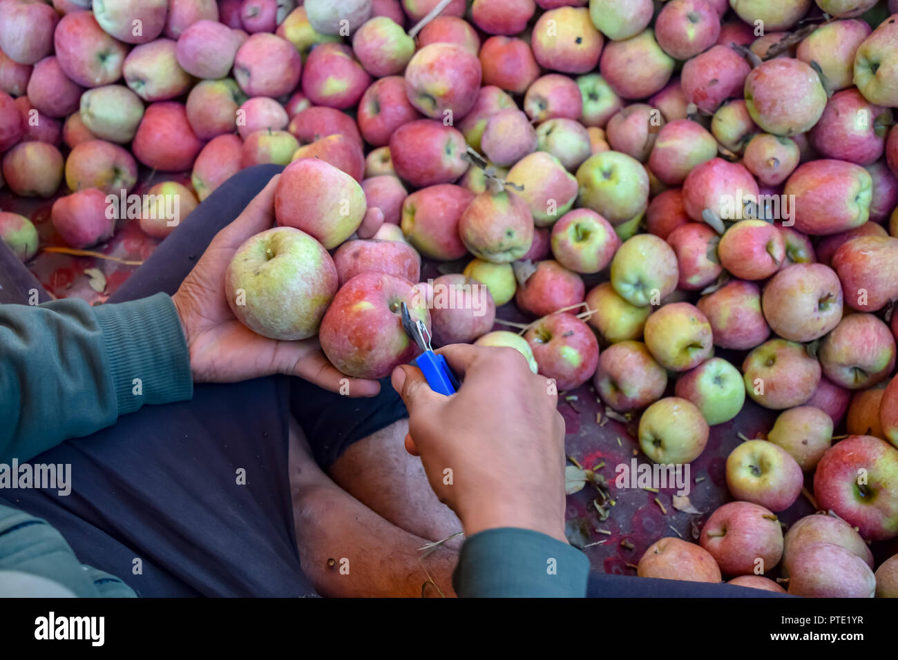 Kashmir Apples Stock Photos & Kashmir Apples Stock Images Alamy