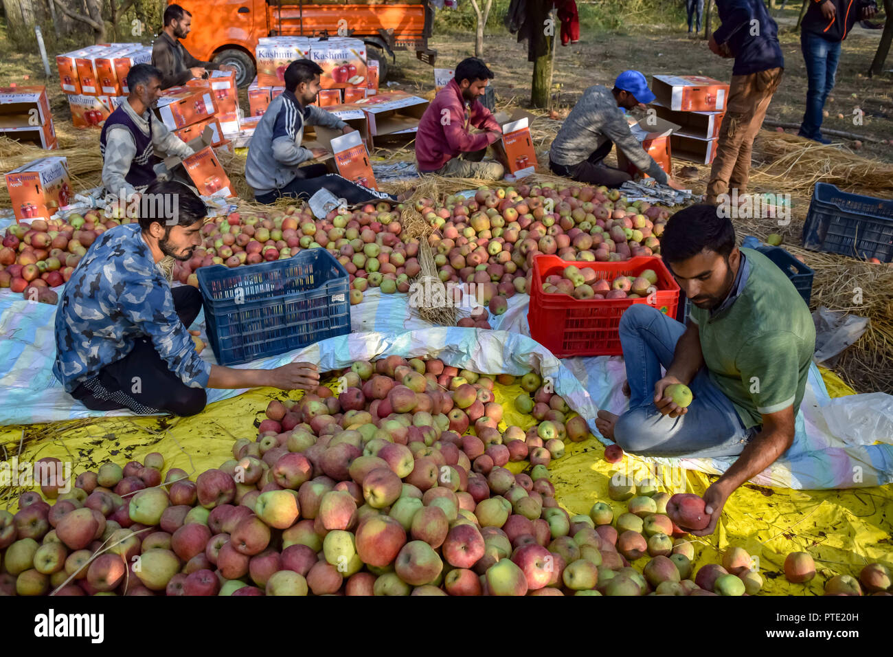 Kashmir Apples Stock Photos & Kashmir Apples Stock Images Alamy