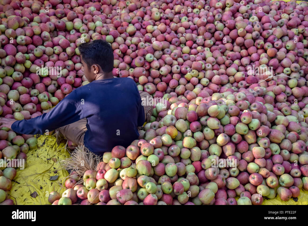 Kashmir apple hires stock photography and images Alamy