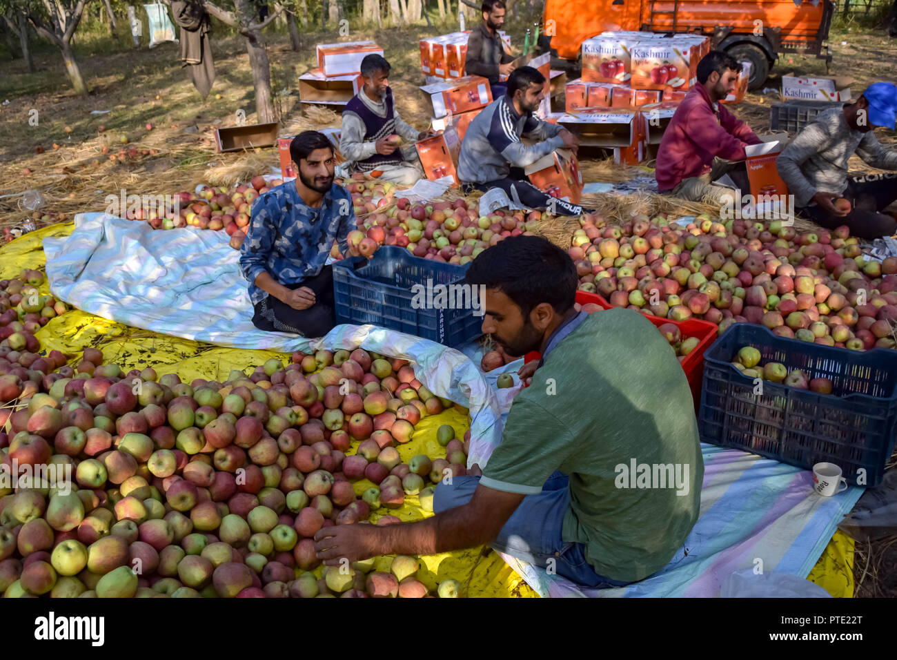 Kashmir apple orchards hires stock photography and images Alamy
