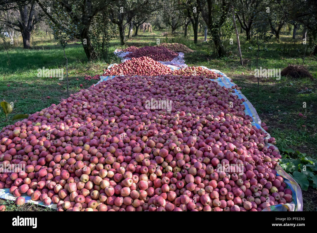 Kashmiri Apples Stock Photos & Kashmiri Apples Stock Images Alamy