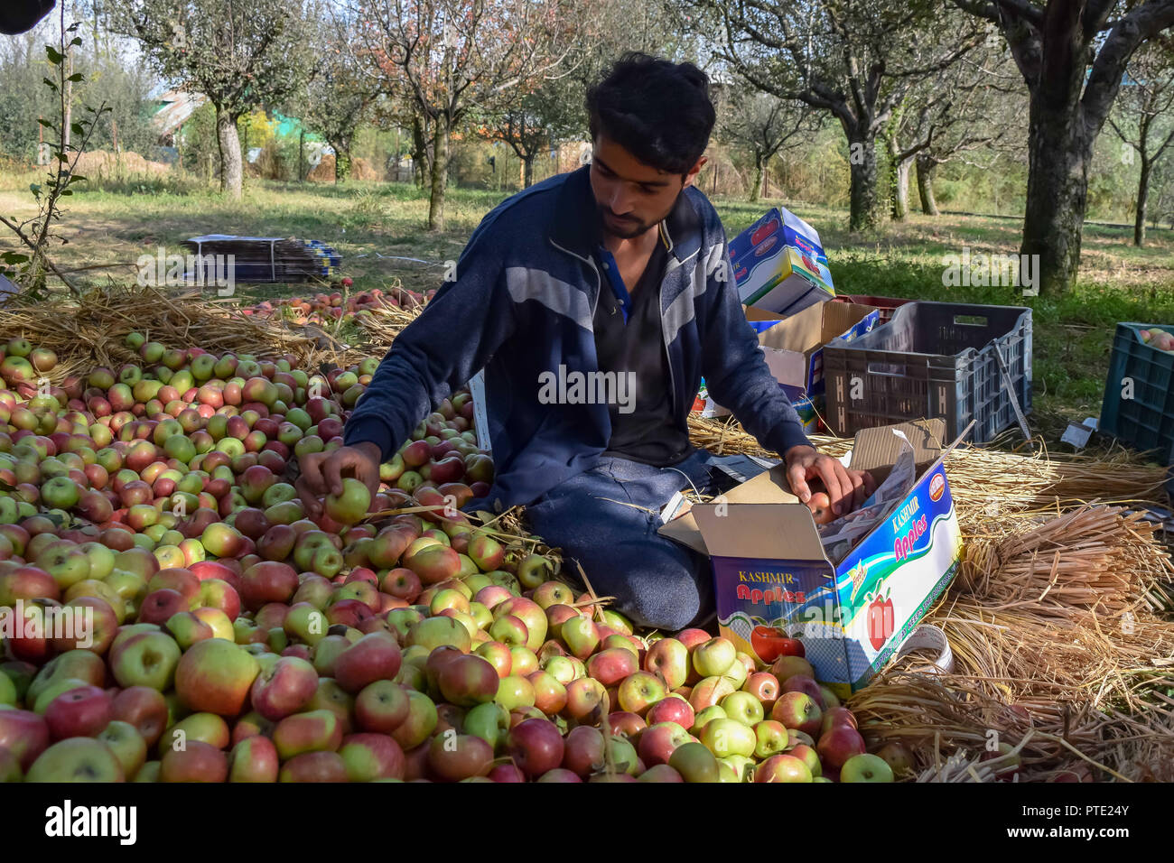 Kashmir apple hires stock photography and images Alamy