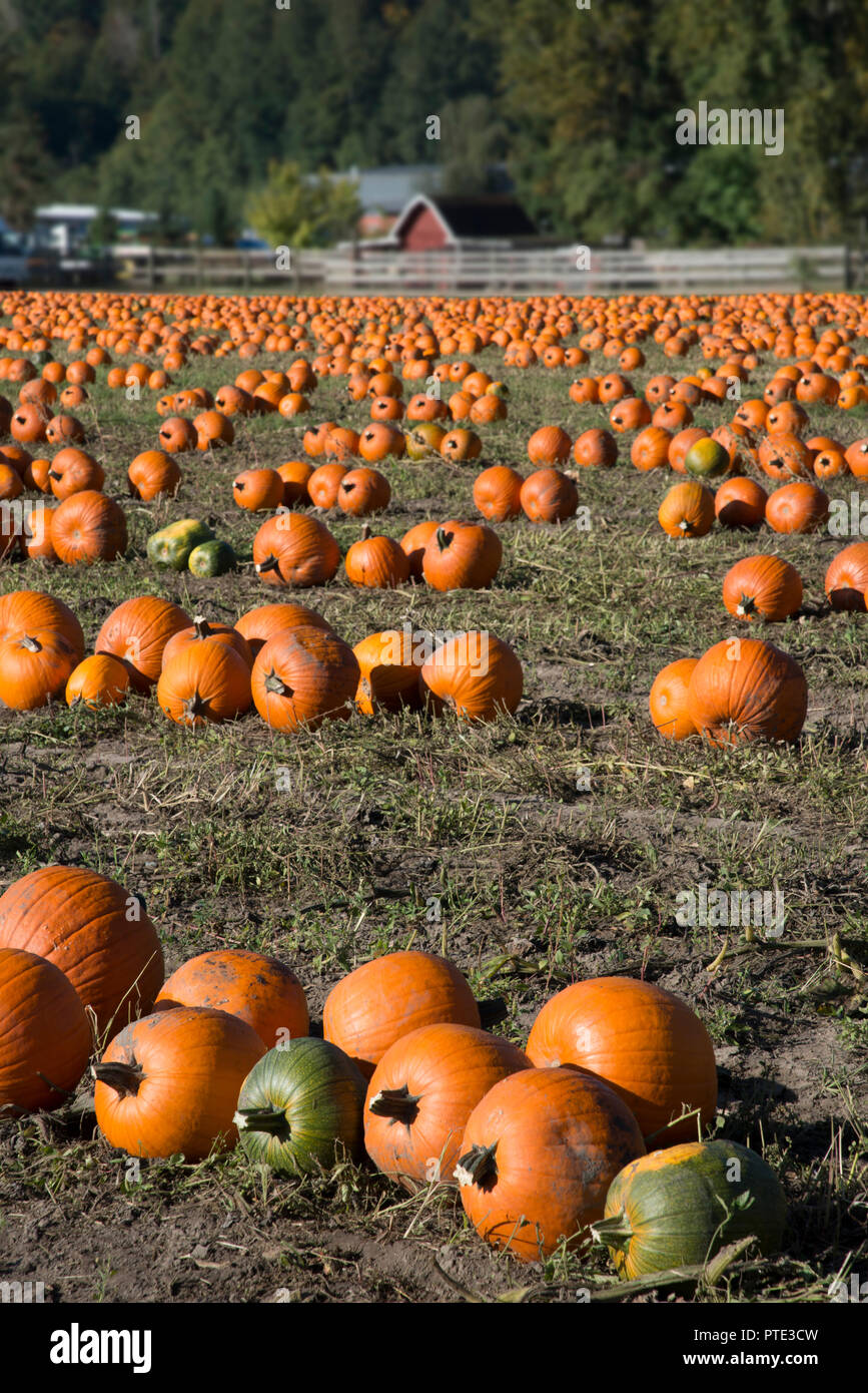 Large pumpkin patch on farm Stock Photo