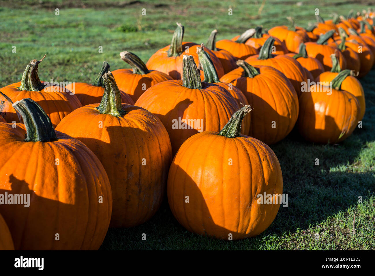pumpkins in a row Stock Photo