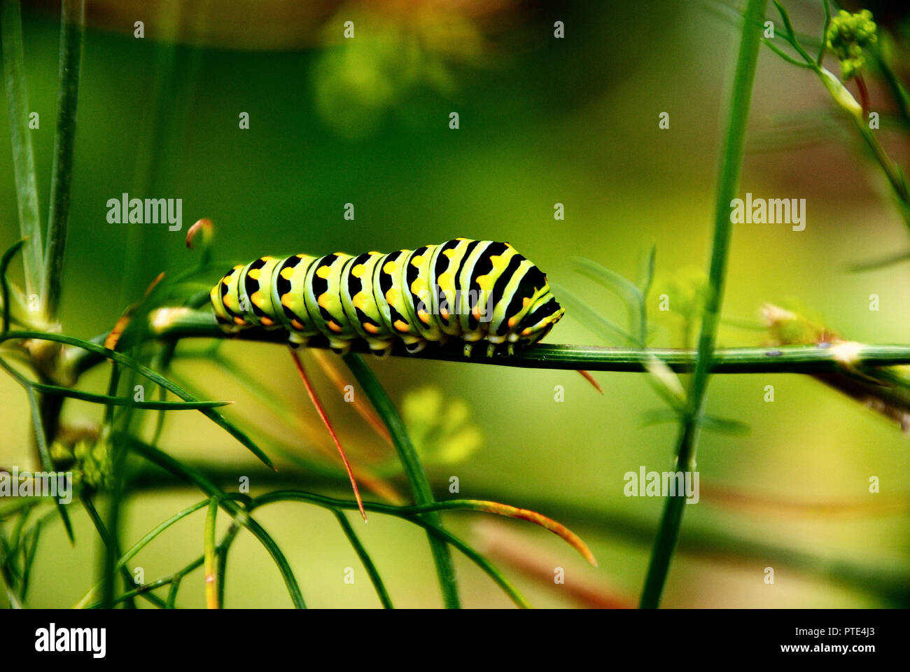 The Old World swallowtail or Papilio Machaon caterpillar feeding and crawling on a fennel plant in the garden, with a green blurry background Stock Photo