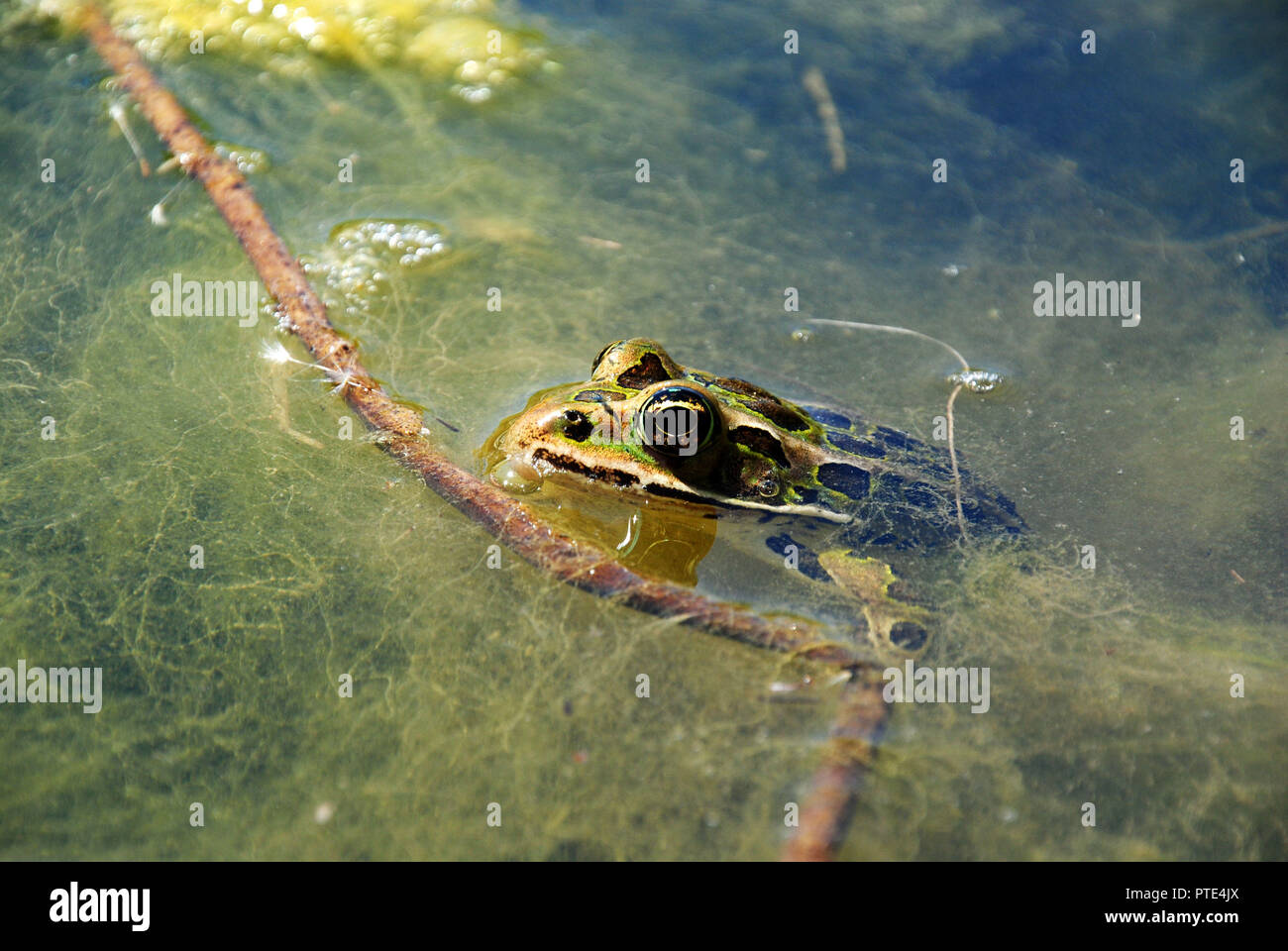 A green, golden and brown leopard frog resting in a green pond near a branch in Quebec, Canada Stock Photo