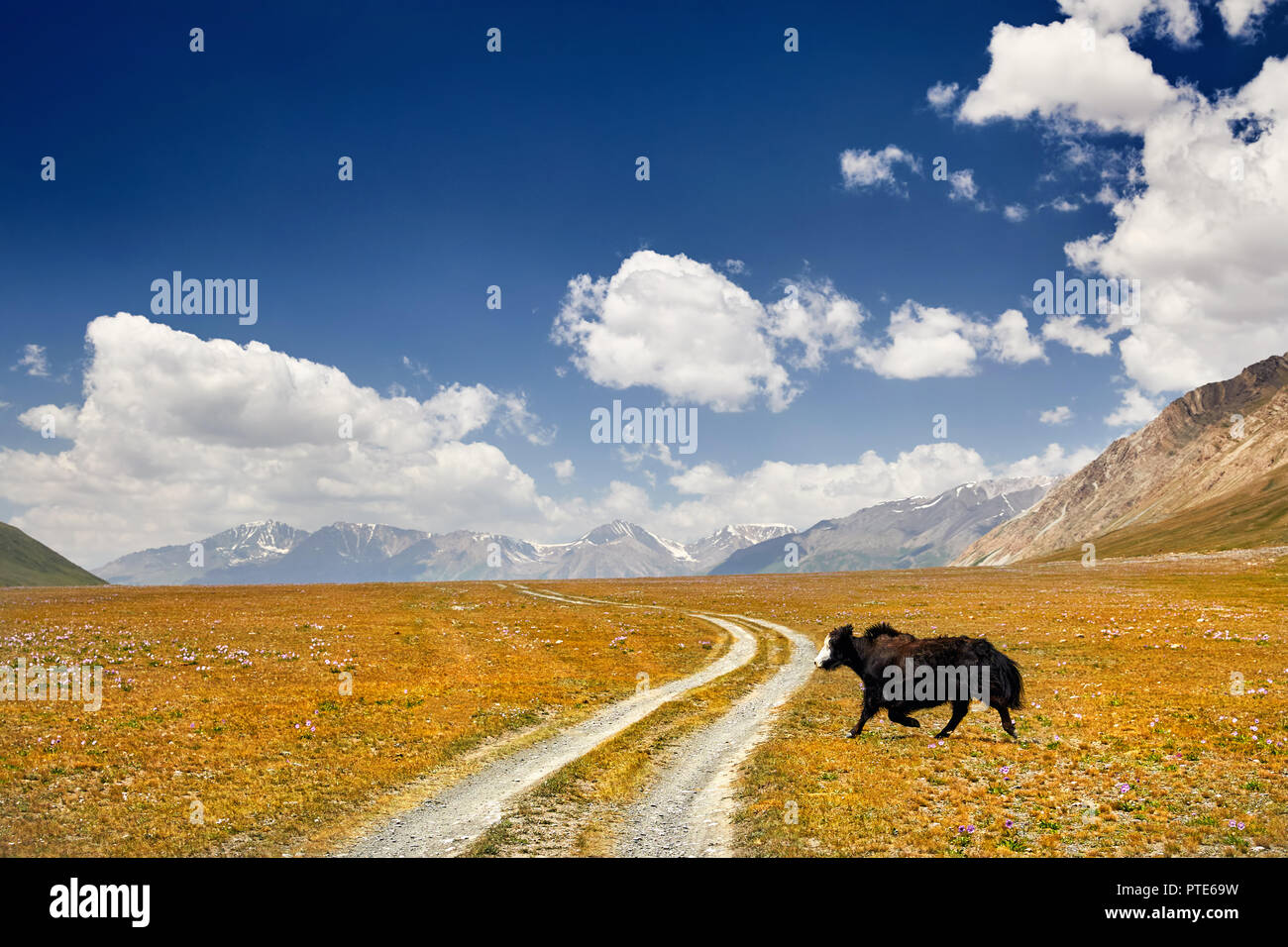 Black Yak crossing the road in the mountain valley of Kyrgyzstan, Central Asia Stock Photo