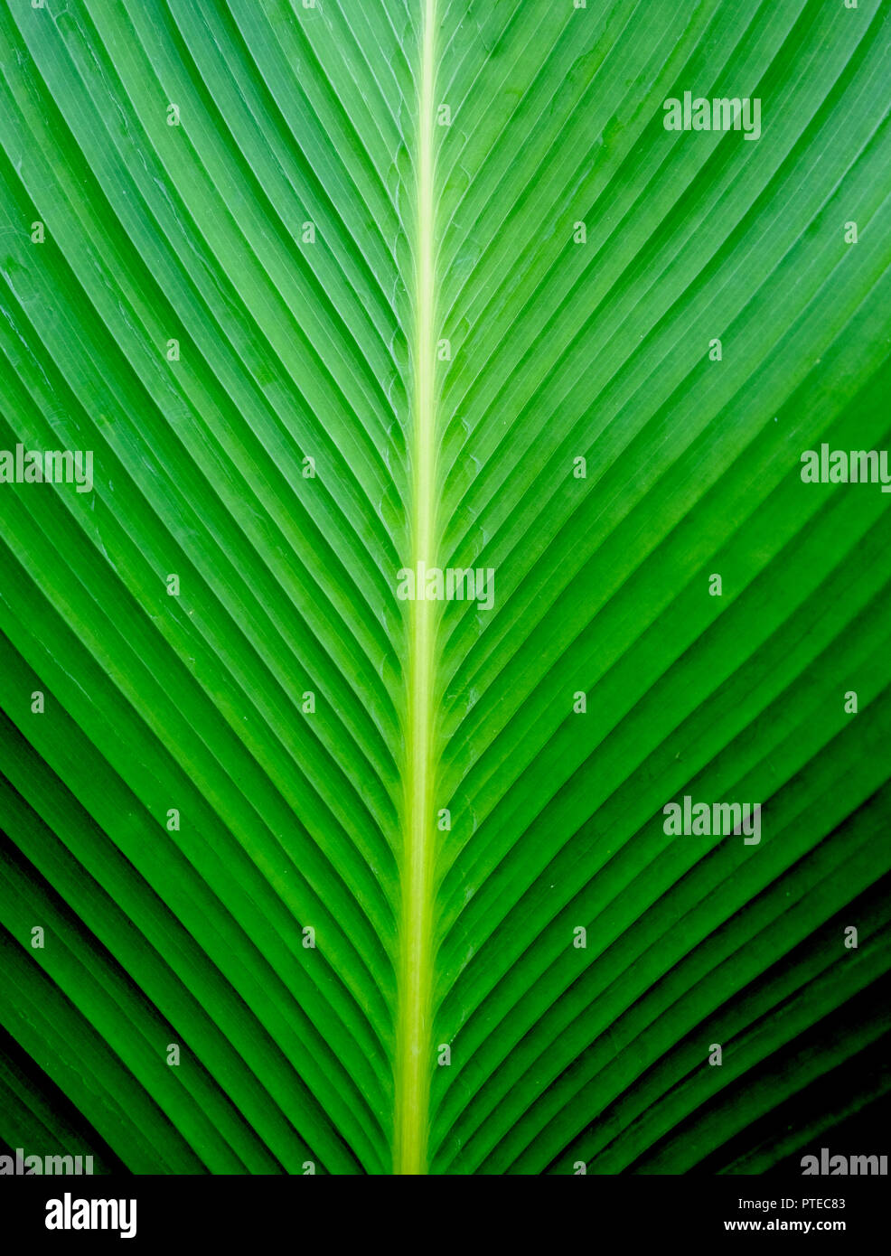Closeup Green banana leaf texture, Abstract Banana leaf background