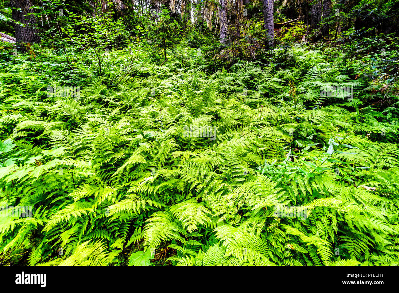 Large Group of Western Sword Ferns along a hiking trail to Falls Lake near the Coquihalla Summit in British Columbia, Canada Stock Photo