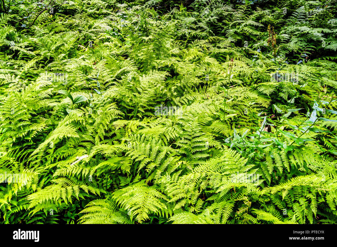 Large Group of Western Sword Ferns along a hiking trail to Falls Lake near the Coquihalla Summit in British Columbia, Canada Stock Photo