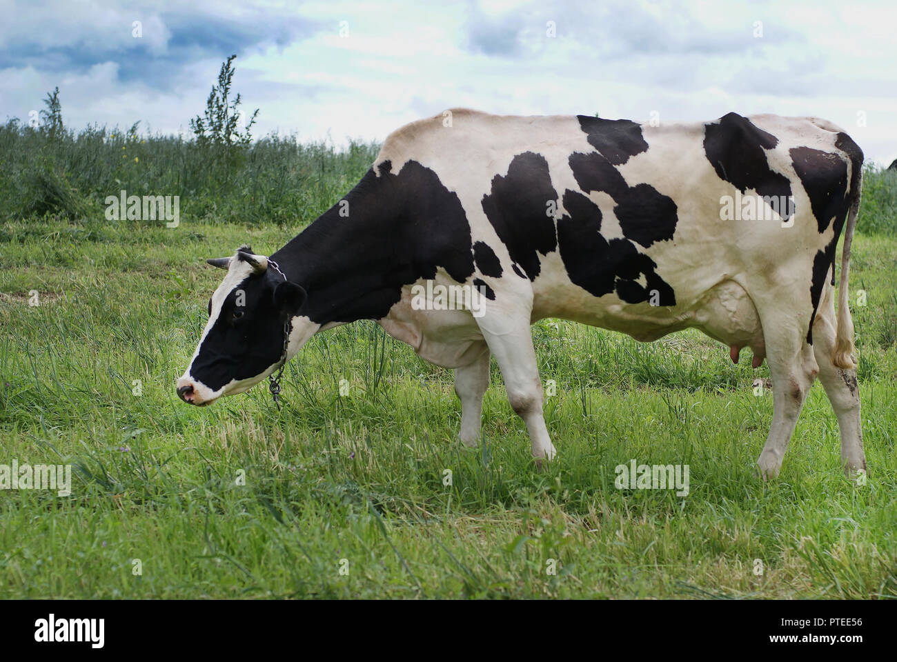 How much grass does a cow eat in a day hires stock photography and