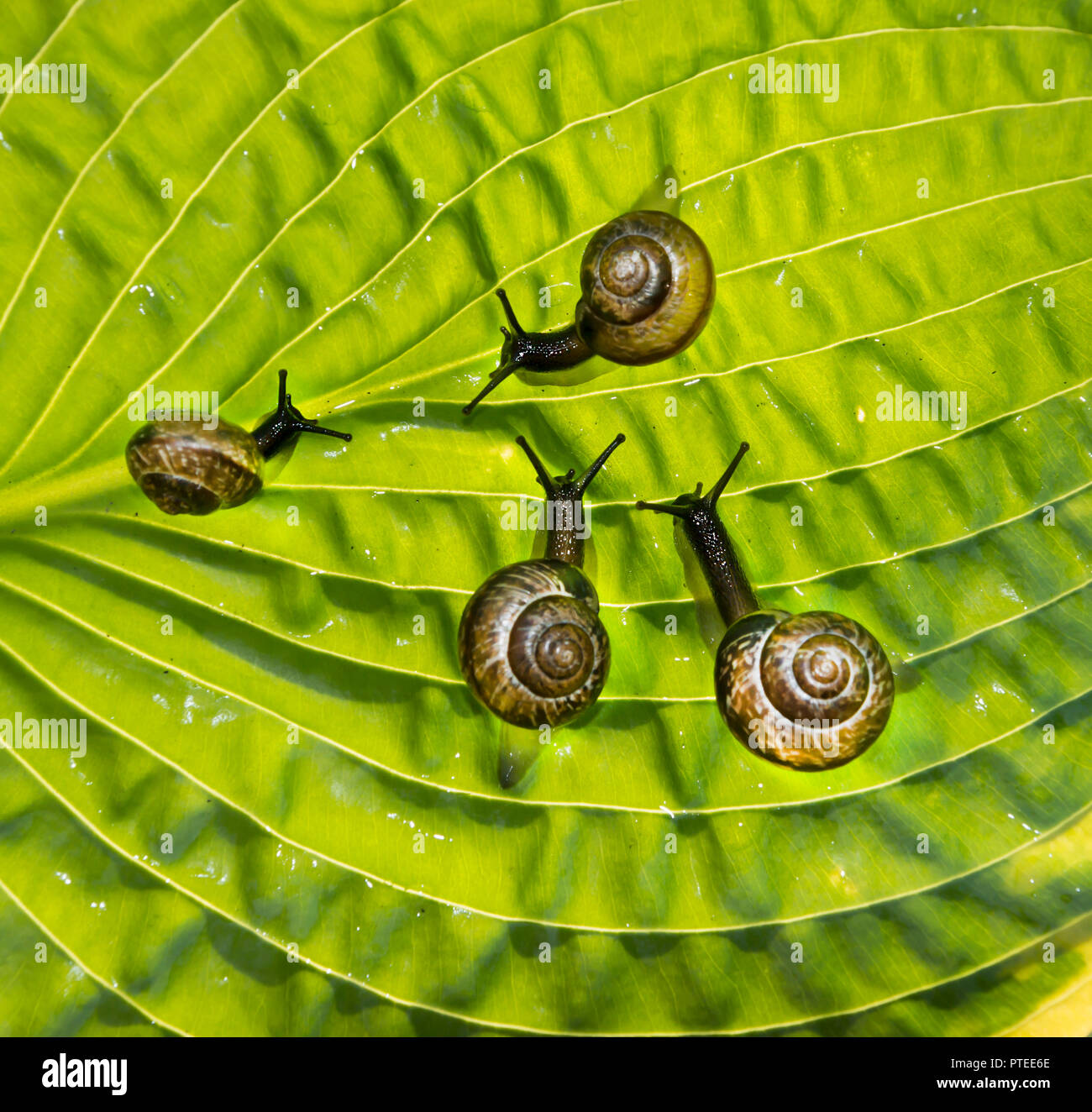 Four garden snails are crawling through a leaf Hosta fortunei Marginato