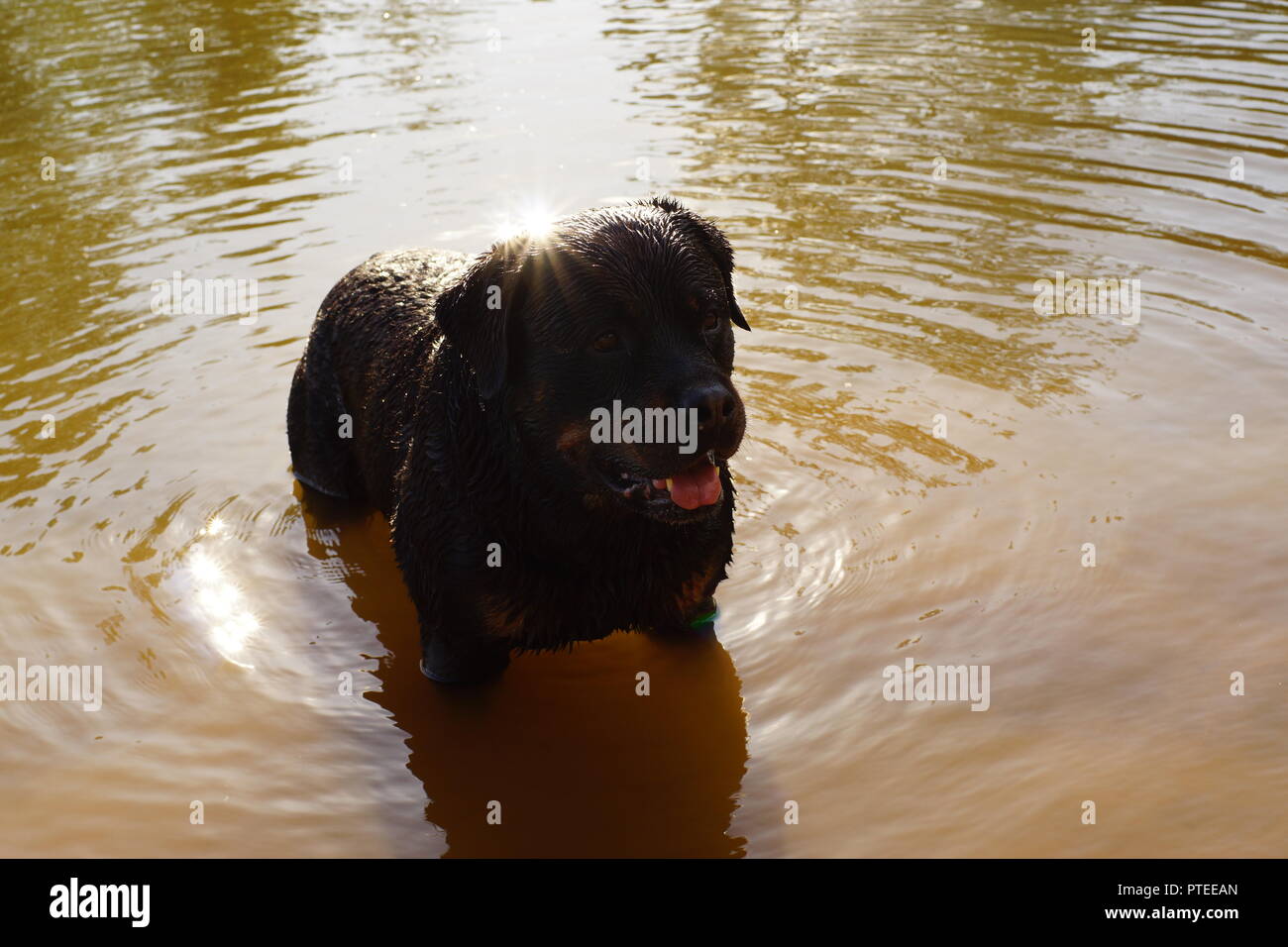 biggest rottweiler breed
