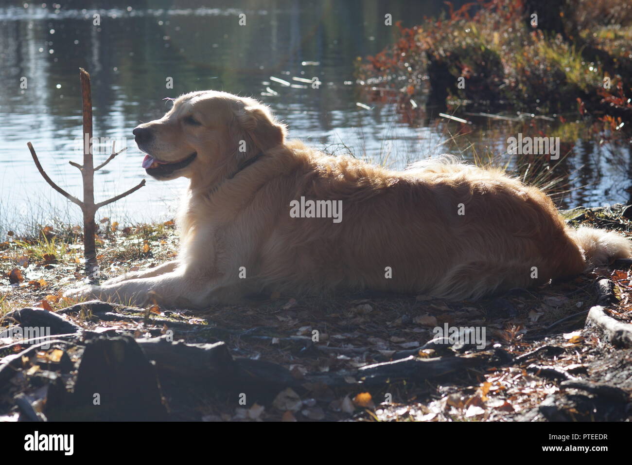 long haired red retriever