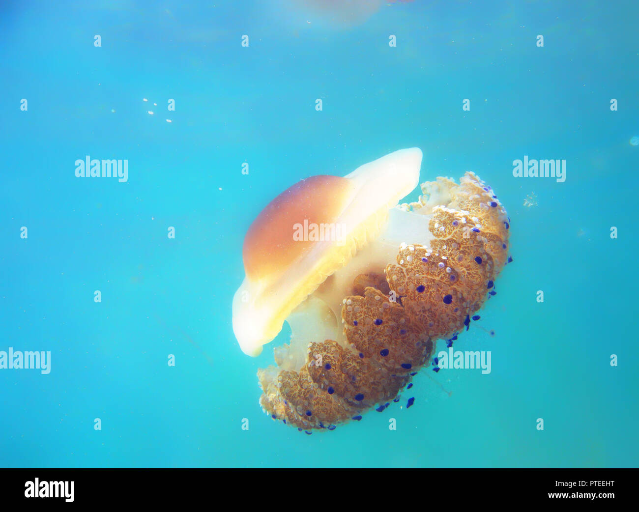 Dangerous jellyfish hi-res stock photography and images - Alamy