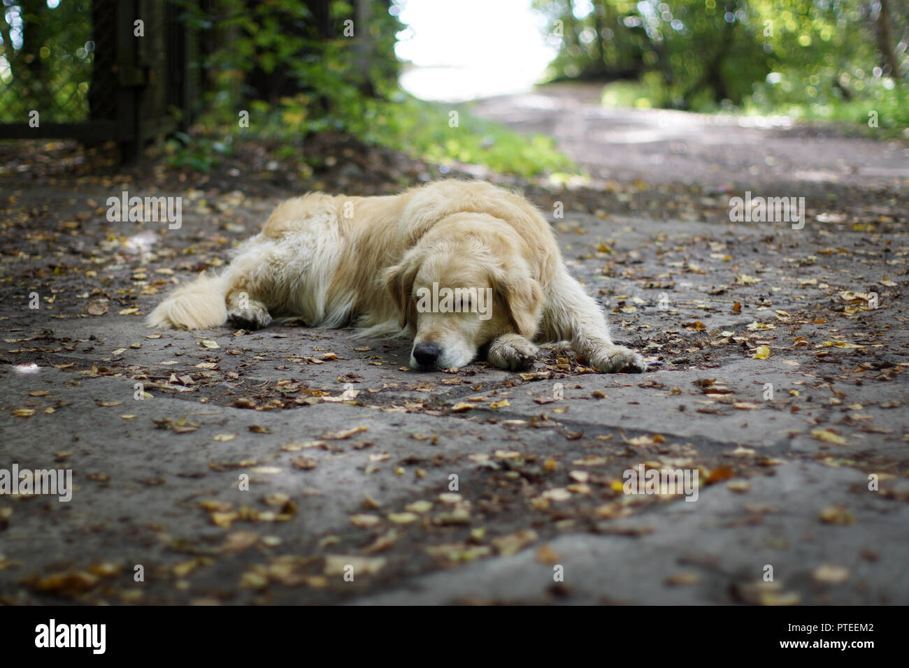 The dog breeds a golden retriever sleeping on the ground in the shade of a tree in the fall Stock Photo