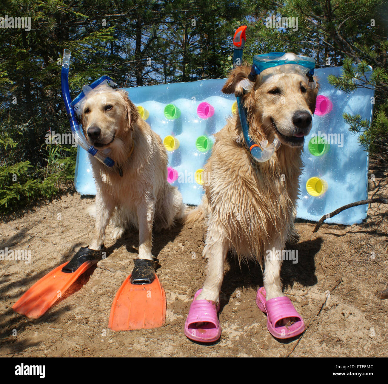 Golden retriever crocs clearance