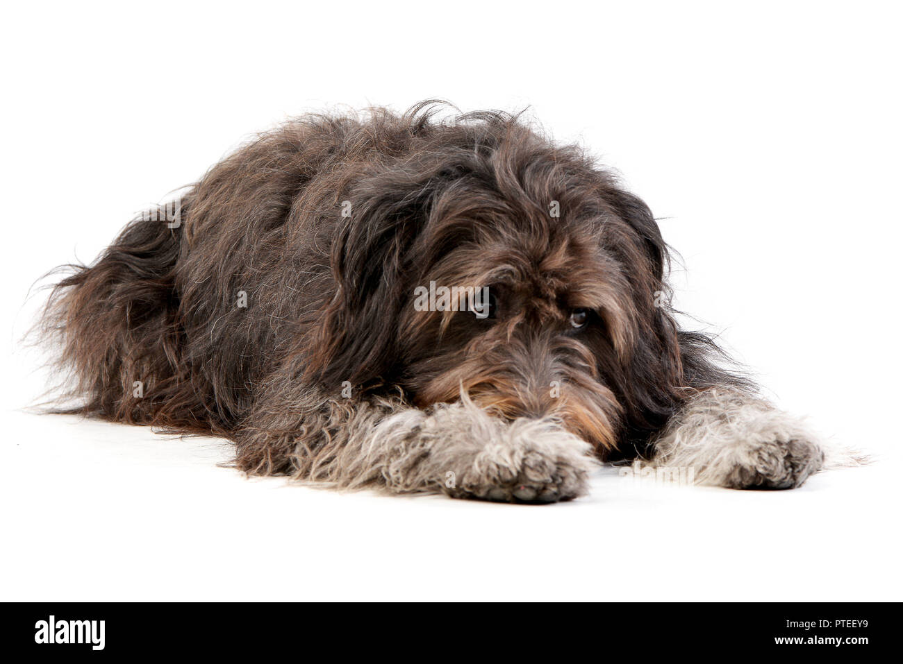 Studio shot of an adorable mixed breed dog lying on white background ...