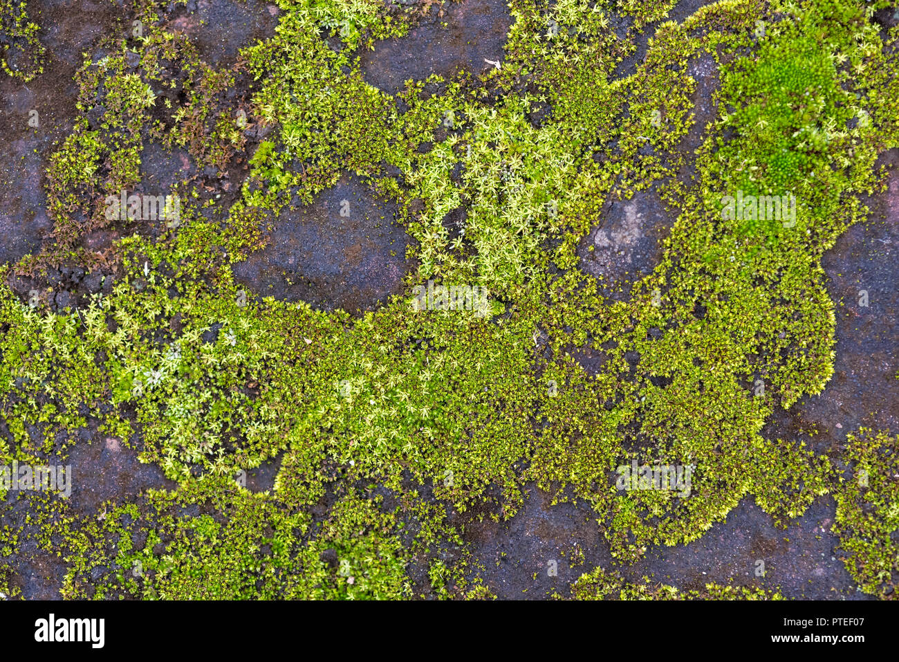 Moss rock texture hi-res stock photography and images - Alamy