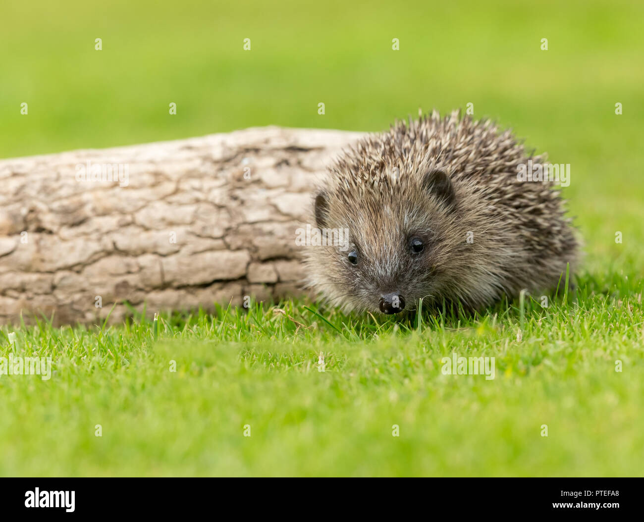 Hedgehog, (Erinaceous Europaeus) wild, native hedgehog in natural garden habitat on green grass lawn facing to the front.  Horizontal. Stock Photo