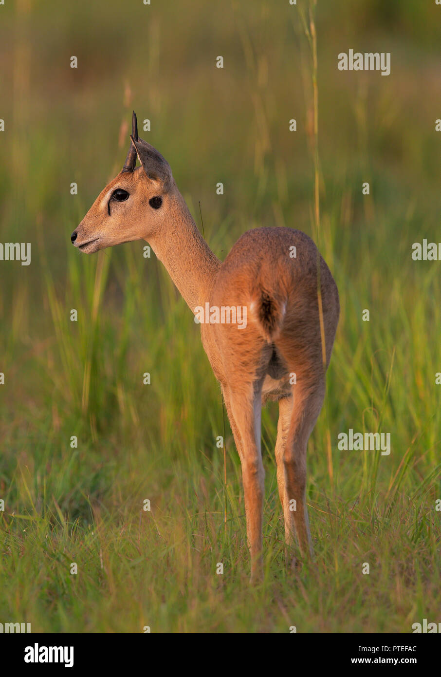 Oribi High Resolution Stock Photography and Images - Alamy