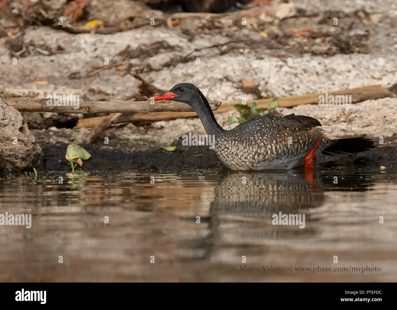 African finfoot Stock Photo