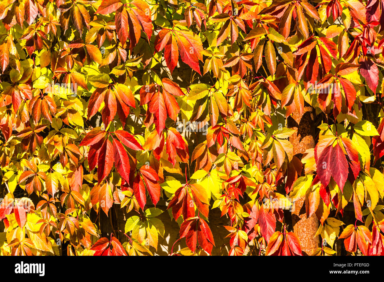 Beautiful background of red-yellow-orange autumn leaves in bright