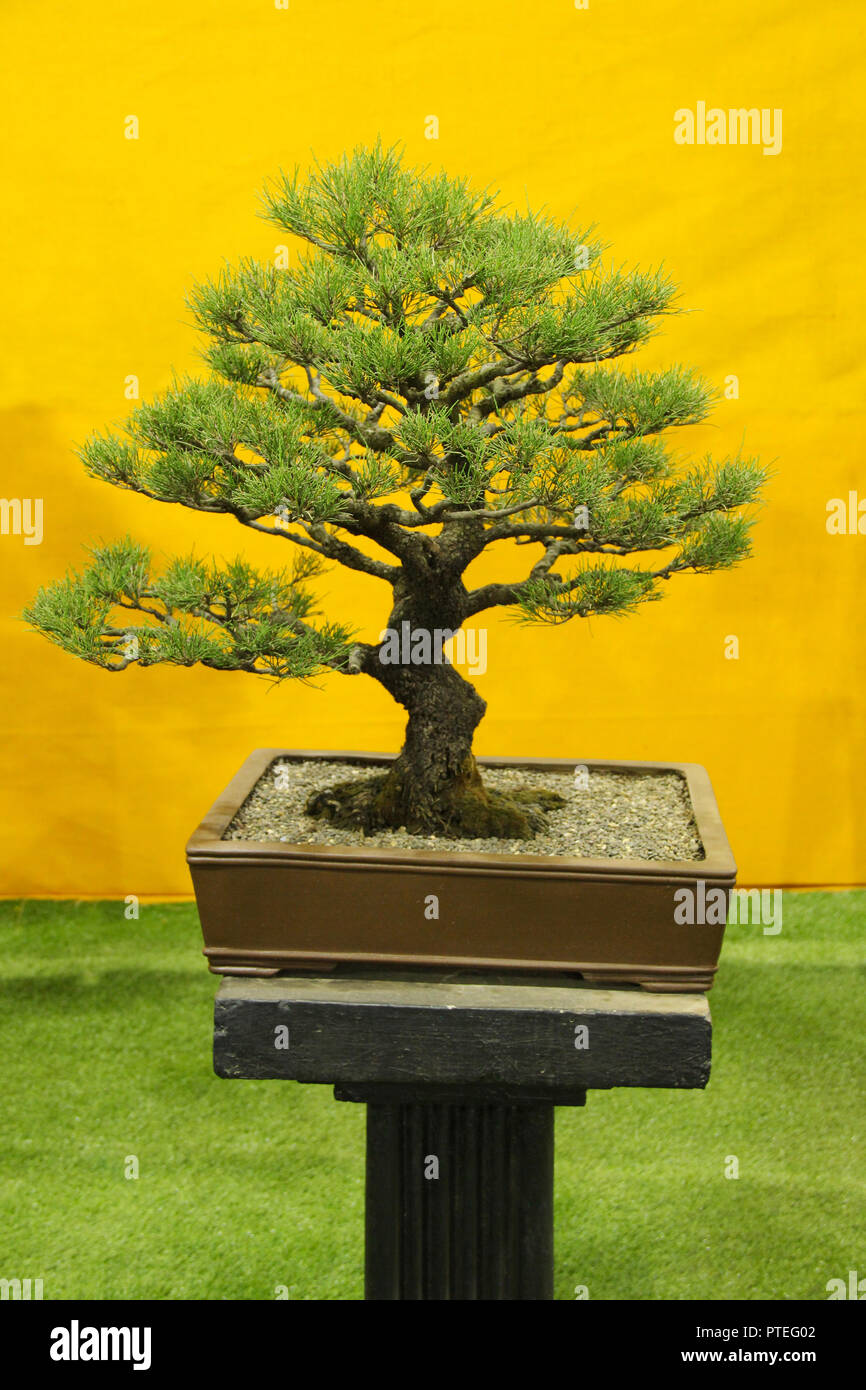 Bonsai tree, Casuarina or Saru, Casuarina Equistefolia, Bonsai tree exhibition, Pune Stock Photo