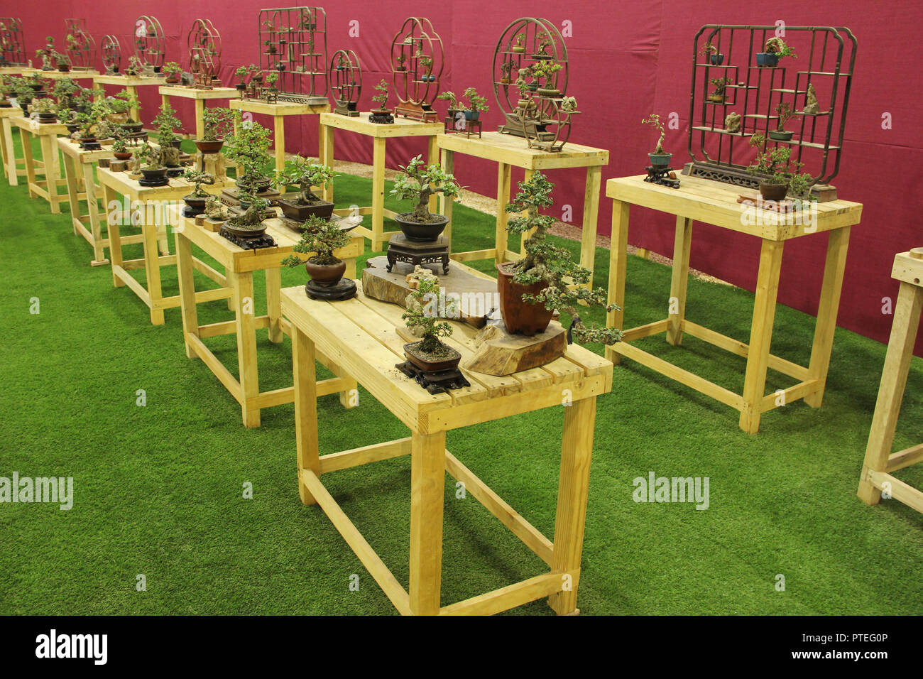 Well arranged bonsai trees, Bonsai tree exhibition, Pune Stock Photo