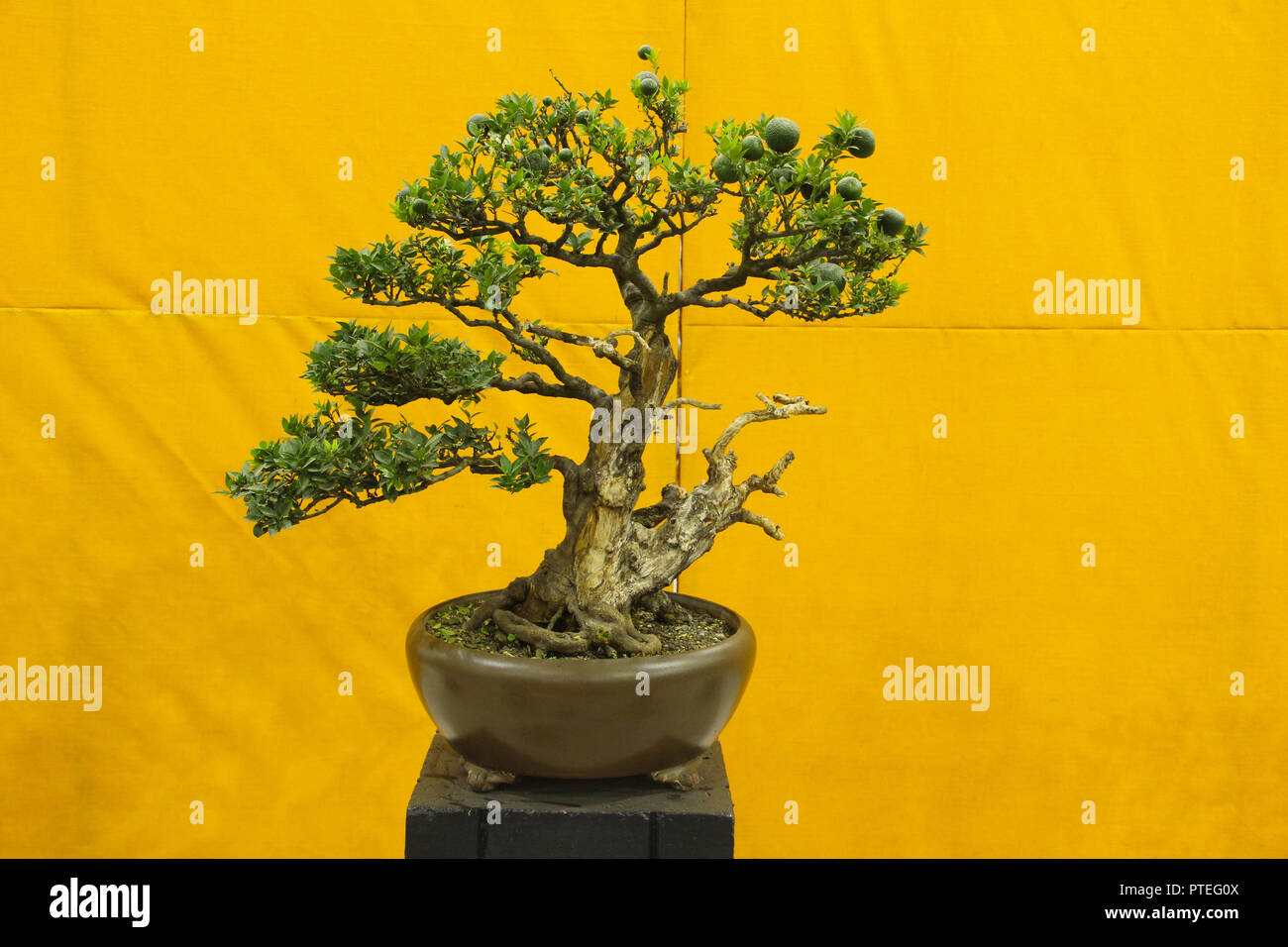 Cactus exhibition hires stock photography and images Alamy