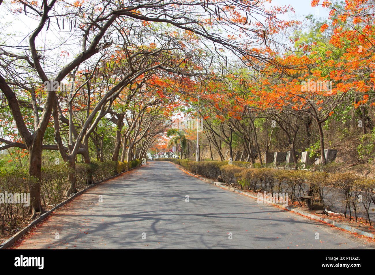 A view of road with gulmohar tree canopy during summer, Pune, India Stock Photo