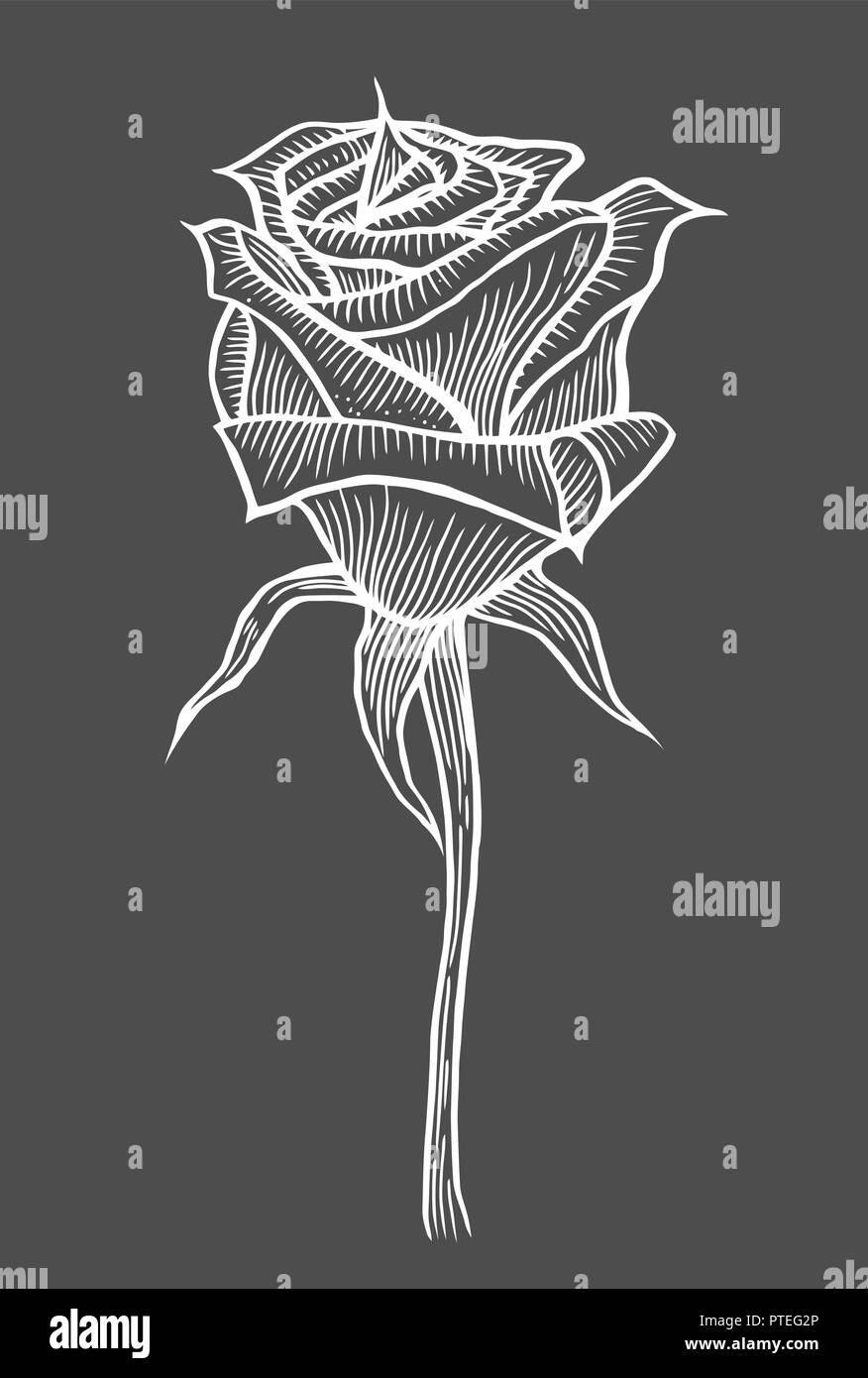 Engraved hand drawn illustrations of rose flower isolated on black Stock Vector