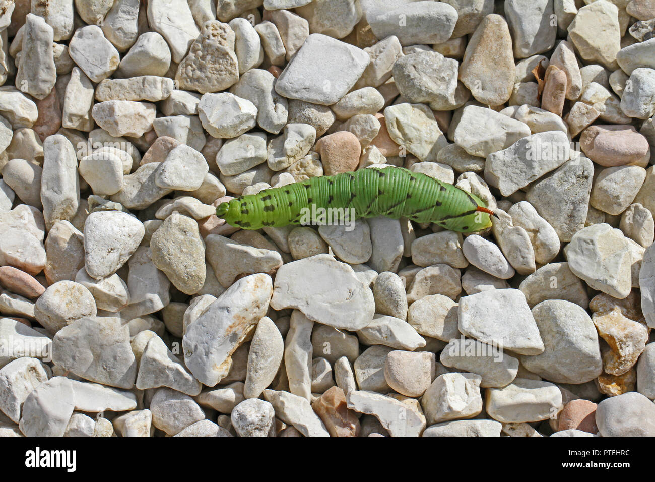 Tomato hornworm or horn worm Latin manduca quinquemaculata  autumn or fall in Italy similar to a tobacco hornworm Latin manduca sexta Stock Photo