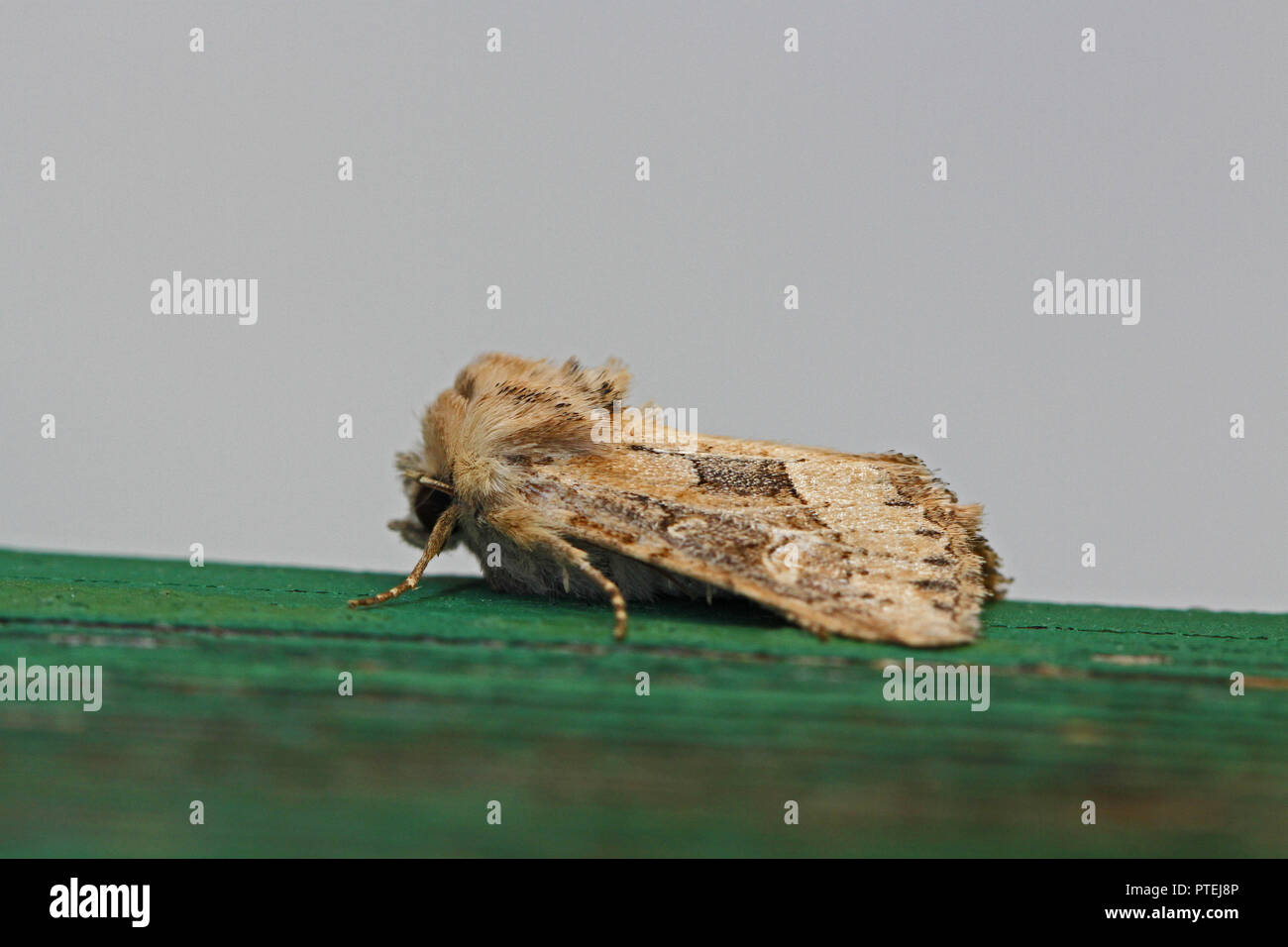 dunbar or olive moth Latin cosmia trapezina or ipimorpha subtusa family noctuidae catocalinae or erebidae resting on wooden beam in Italy Stock Photo