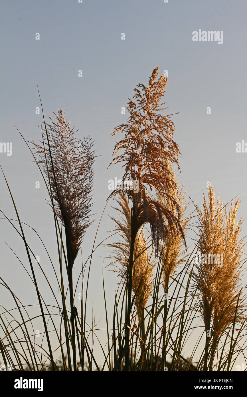 pampas grass Latin cortaderia selloana with the light behind in the
