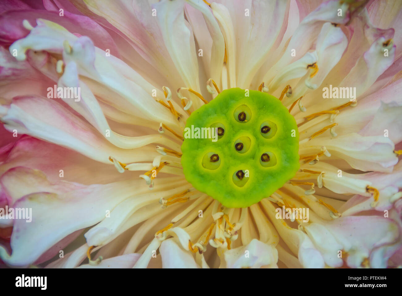 Soft pink lotus with yellow-green lotus pollen. Closeup pollen of pink