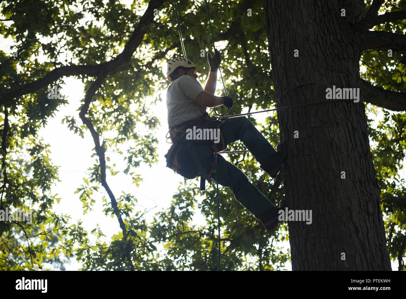 Stephen Paeke, Joshua Tree Professional Tree and Lawn Care, helps install a lightning protection system in a large oak tree in Section 30 of Arlington National Cemetery, Arlington, Va., July 17, 2017.  During the National Association of Landscape Professionals’ 21th annual Renewal and Remembrance, about 10 large oak trees in four separate sections received lightning protection systems. Stock Photo