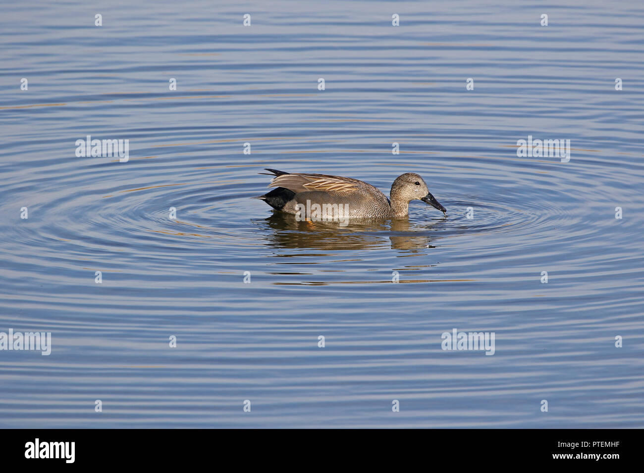 Male gadwall duck Latin name anas strepera family anatidae with grass feeding in water vulnerable status swimming in the Sentina nature reserve Stock Photo