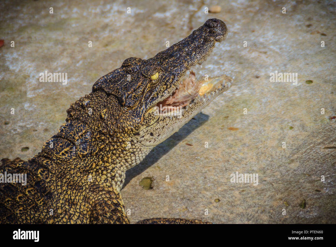 Scary crocodile is eating fresh meat in the farm. Crocodile farming for breeding and raising of crocodilians in order to produce crocodile and alligat Stock Photo