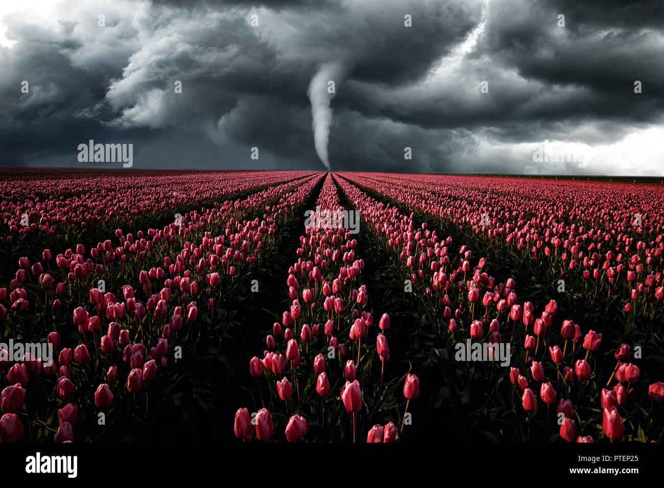 Tornado is raging through a field of Tulips, landscape Stock Photo