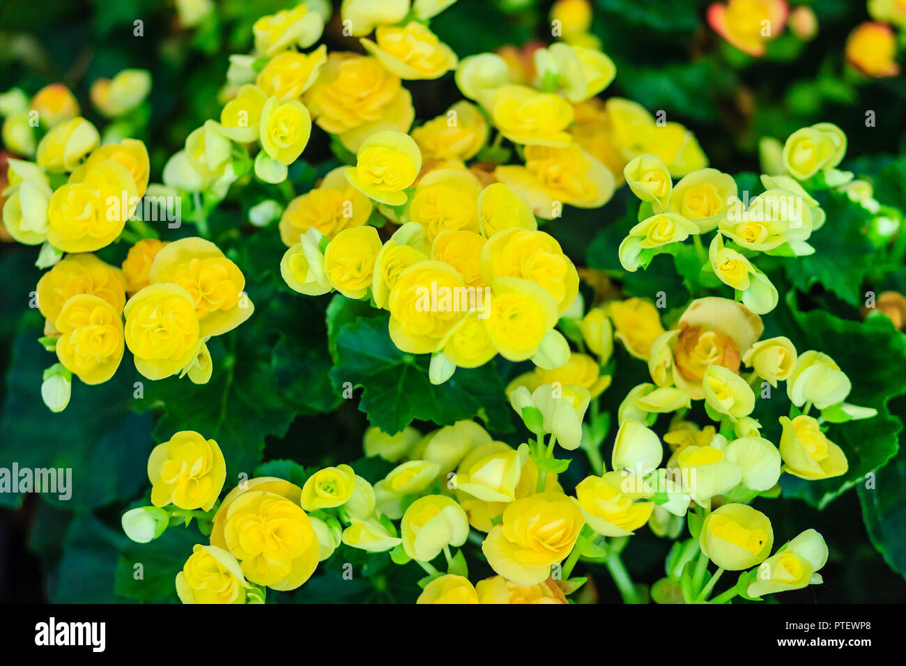 Begonia_hiemalis hires stock photography and images Alamy