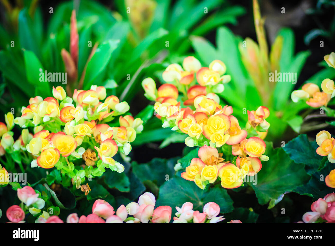 Yellow hybrid Rieger begonias (Begonia x hiemalis) are called winterflowering begonias. Waxy