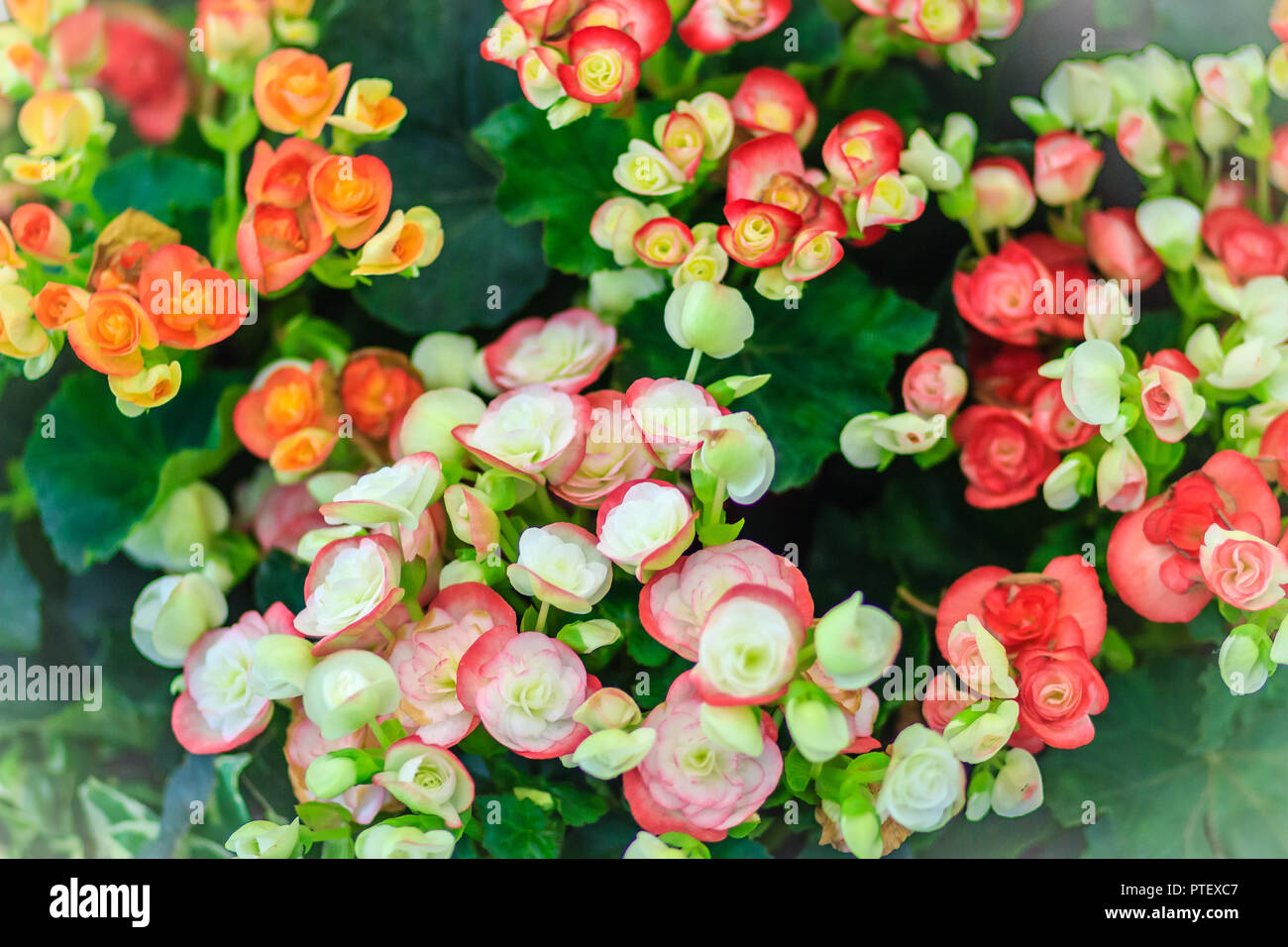 Begonia_hiemalis hires stock photography and images Alamy