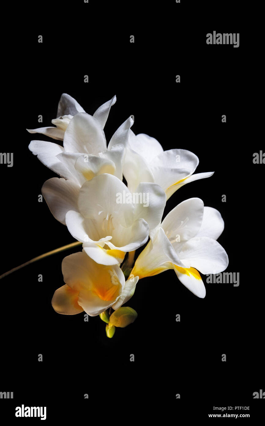 Closeup of white and yellow freesia flowers Stock Photo