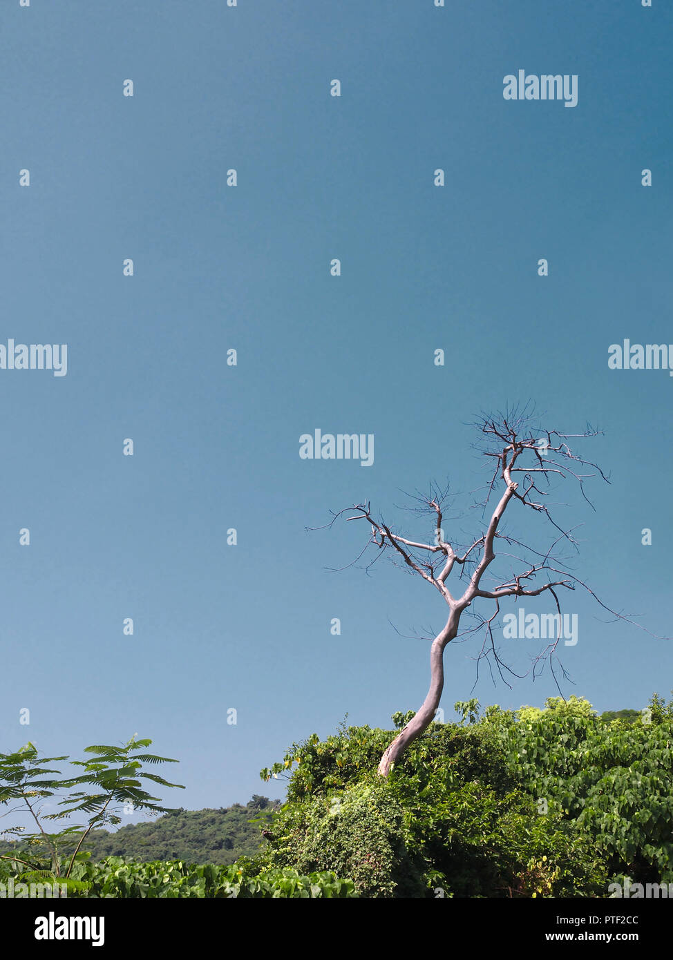 Dead tree alive tree hires stock photography and images Alamy