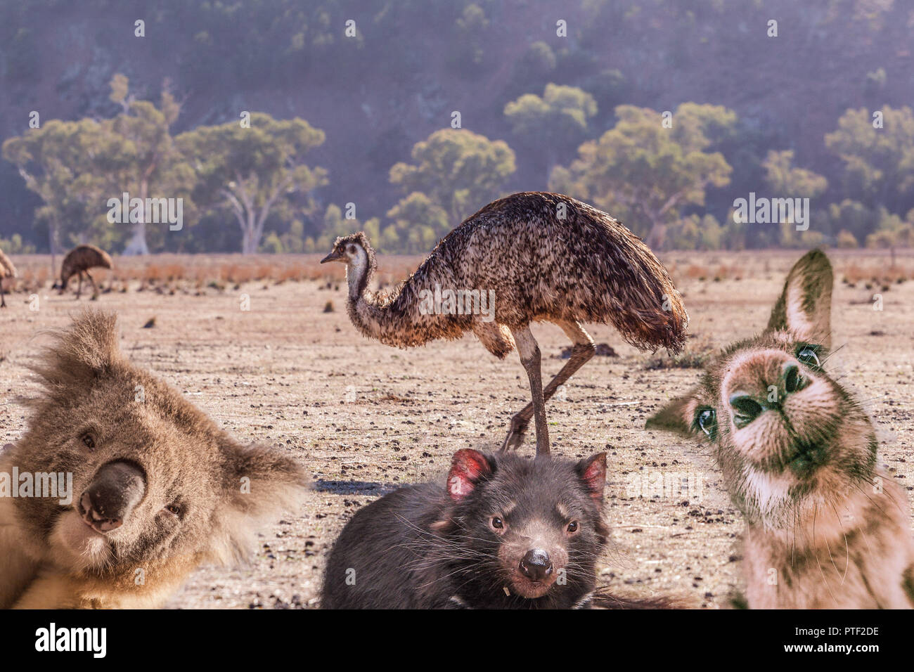 Comic collage of Australian native animals - emu, koala, Tasmanian devil, and kangaroo portraits Stock Photo