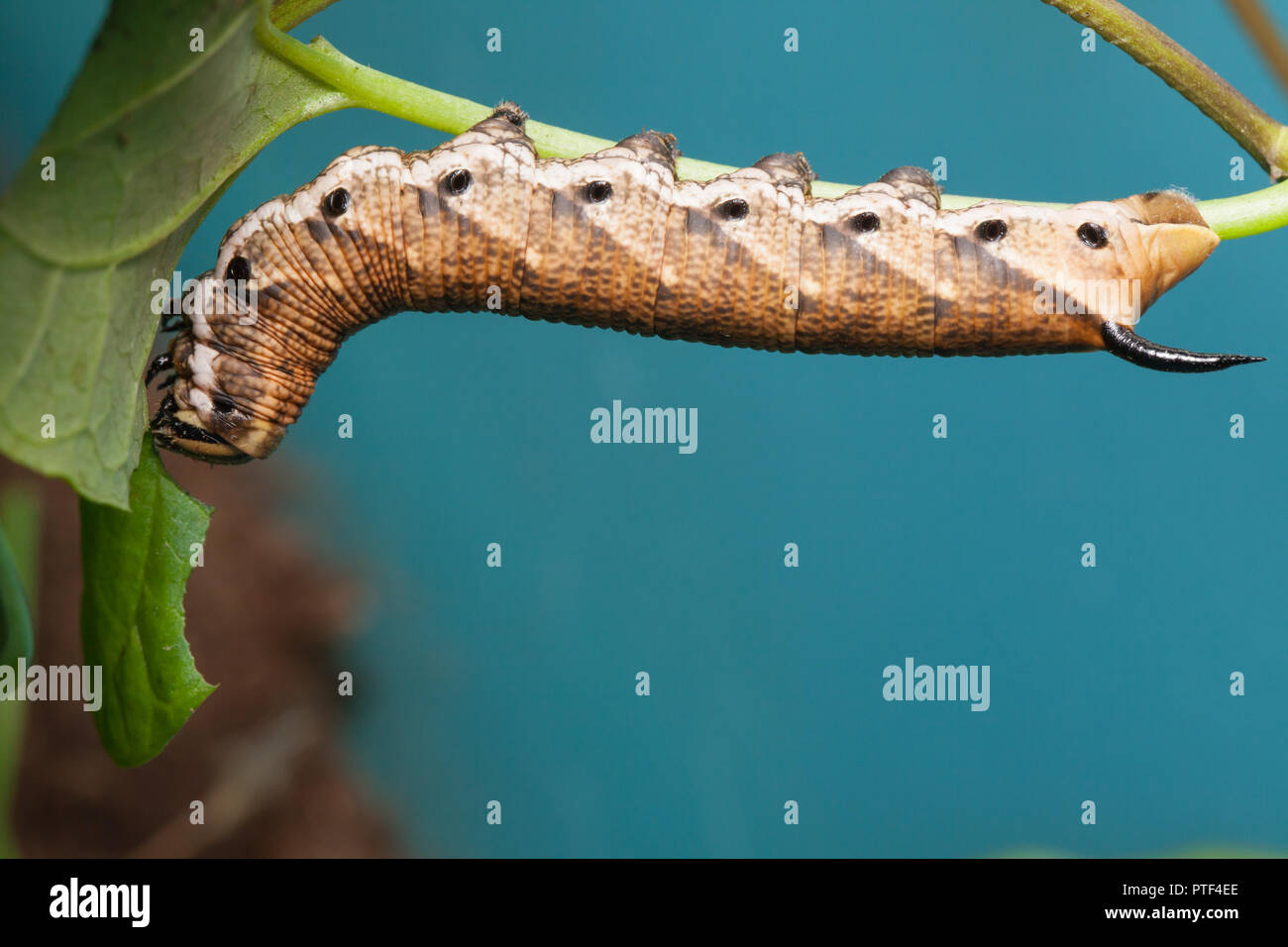 Convolvulus hawk-moth caterpillar Stock Photo