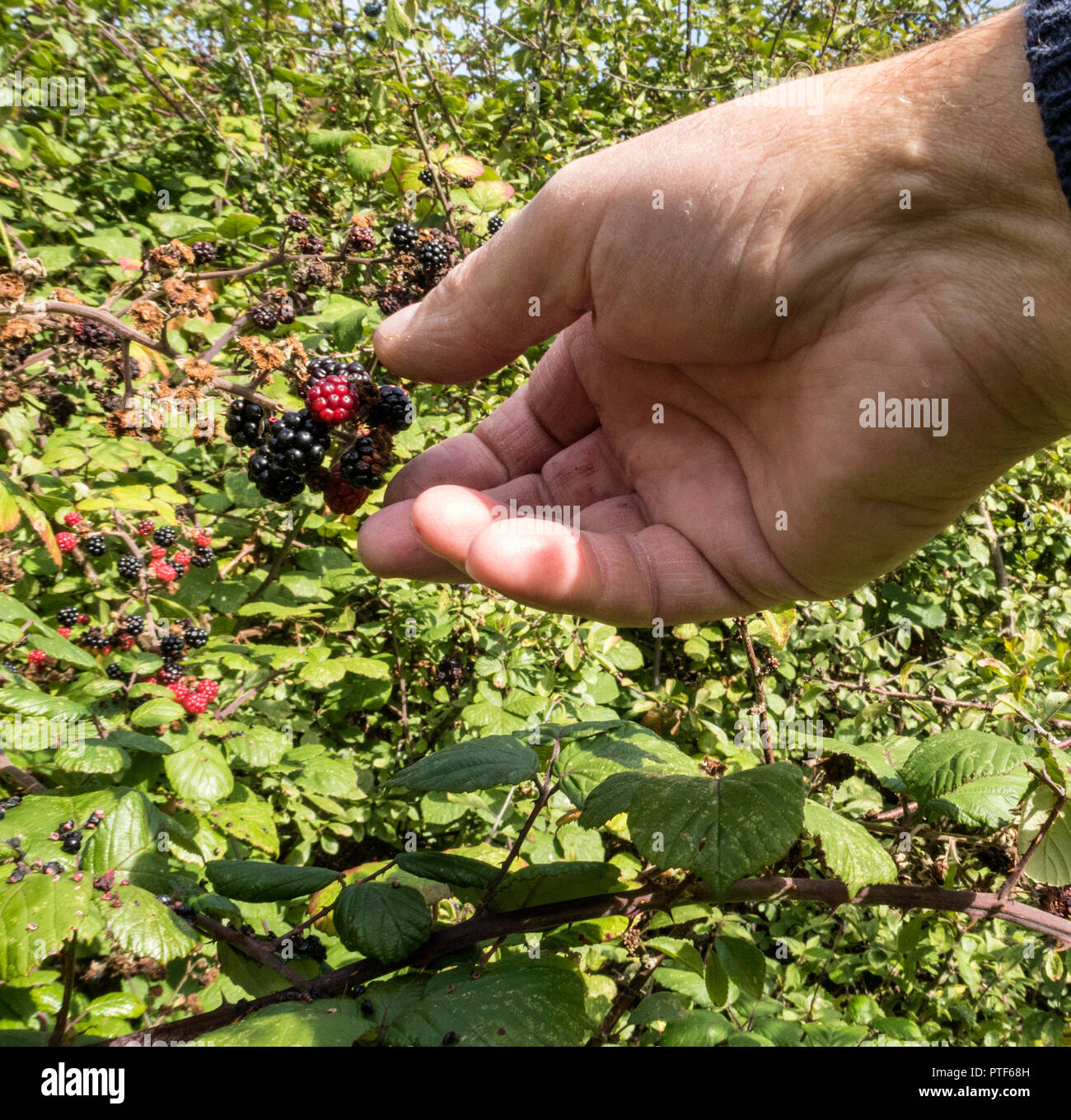 Picking blackberries growing wild in a hedge An edible fruit  in the genus Rubus in the family Rosaceae, Idaeobatus. Stock Photo