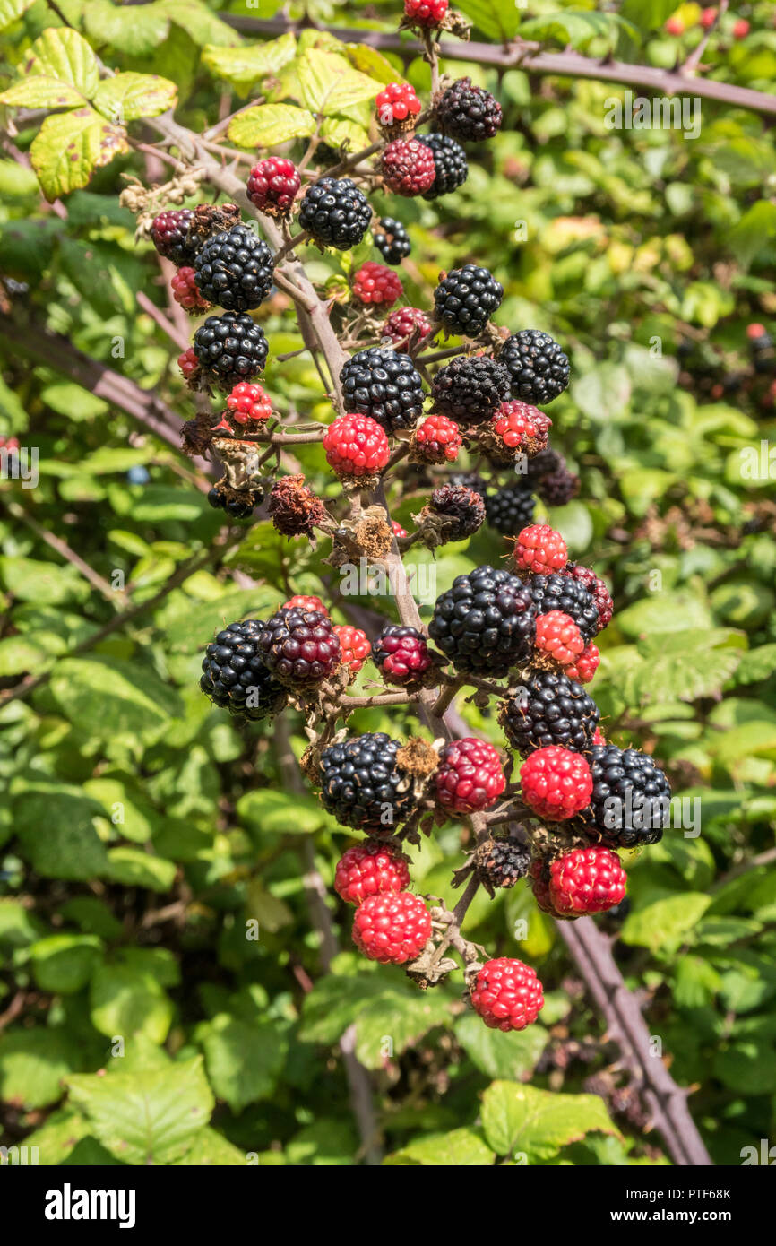 Blackberries ripening in a hedge An edible fruit  in the genus Rubus in the family Rosaceae, Idaeobatus. Stock Photo