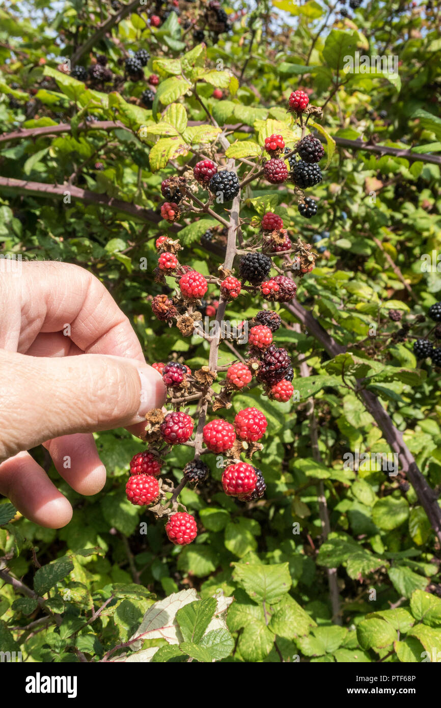 Picking blackberries growing wild in a hedge An edible fruit  in the genus Rubus in the family Rosaceae, Idaeobatus. Stock Photo